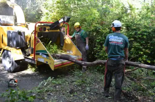 tree services St. Joe